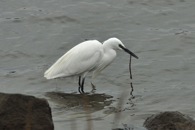 12 02 15_1560_edited-1.jpg - LITTLE EGRET - HOLES BAY, POOLE HARBOUR - 12.2.